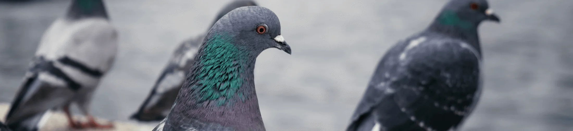 Pigeon