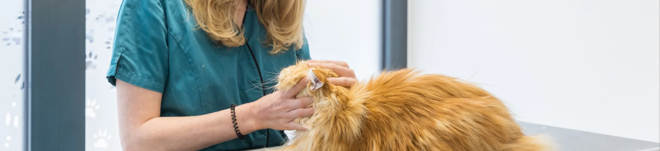 Kat vastgehouden aan hoofd