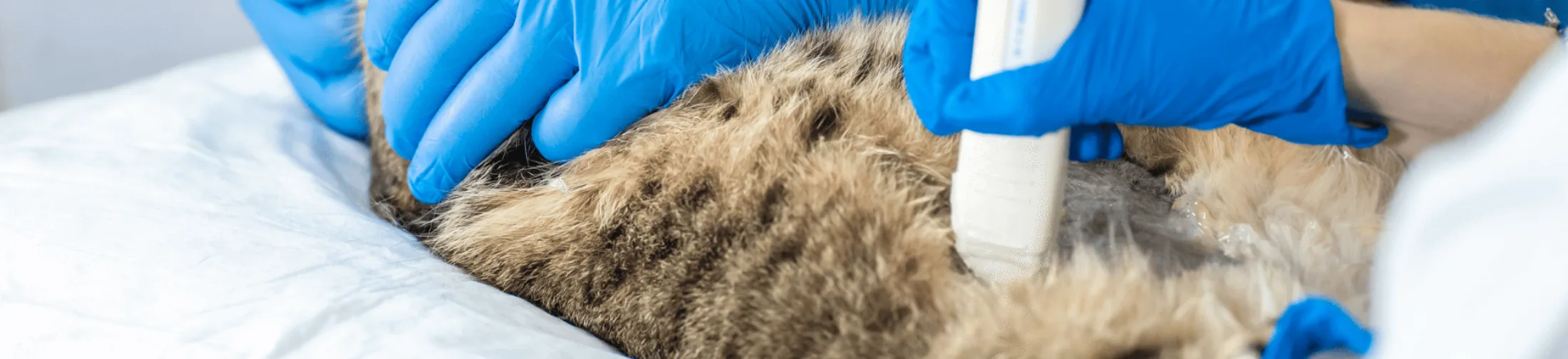 Banner cat medical 6