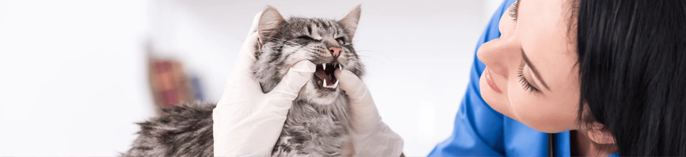 Banner cat medical 8