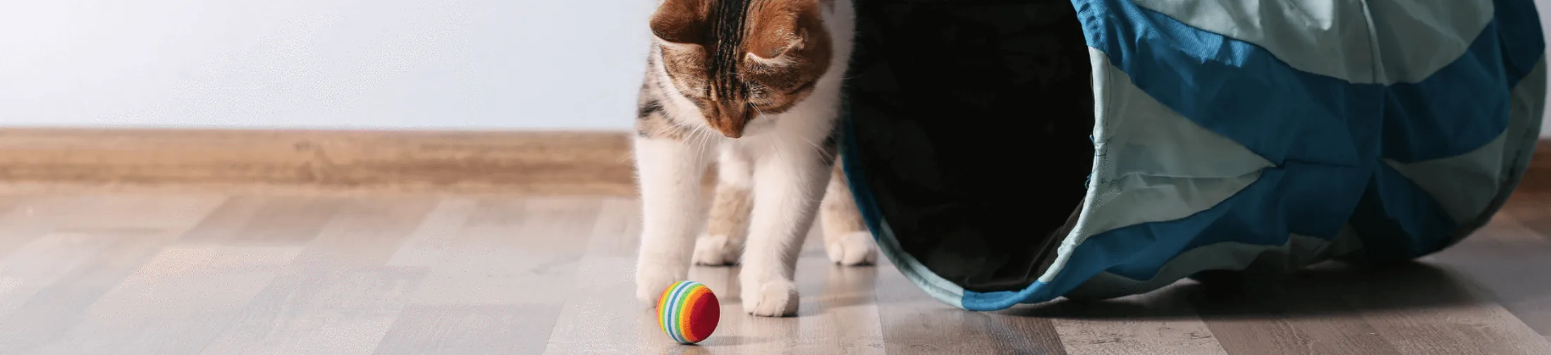 Playing cat