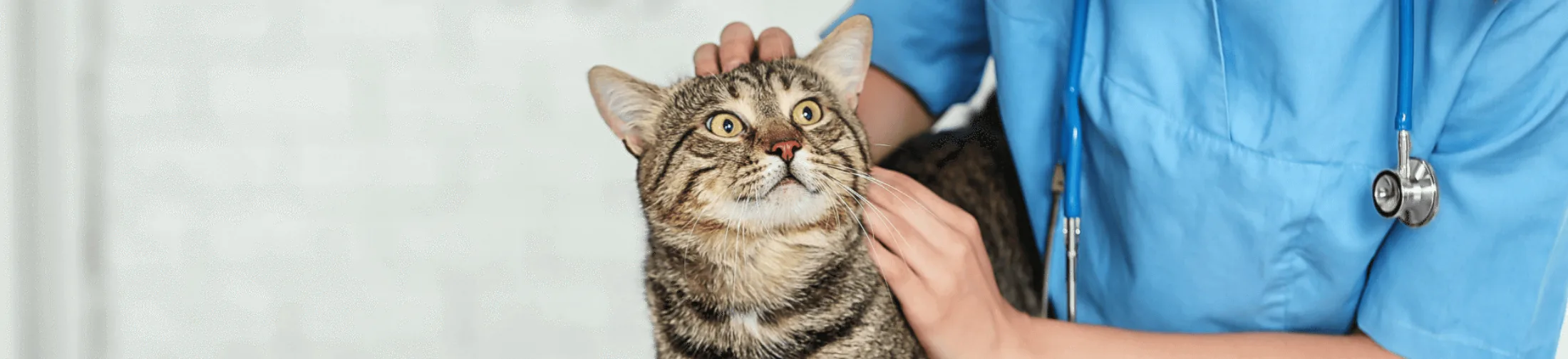 Vet and cat