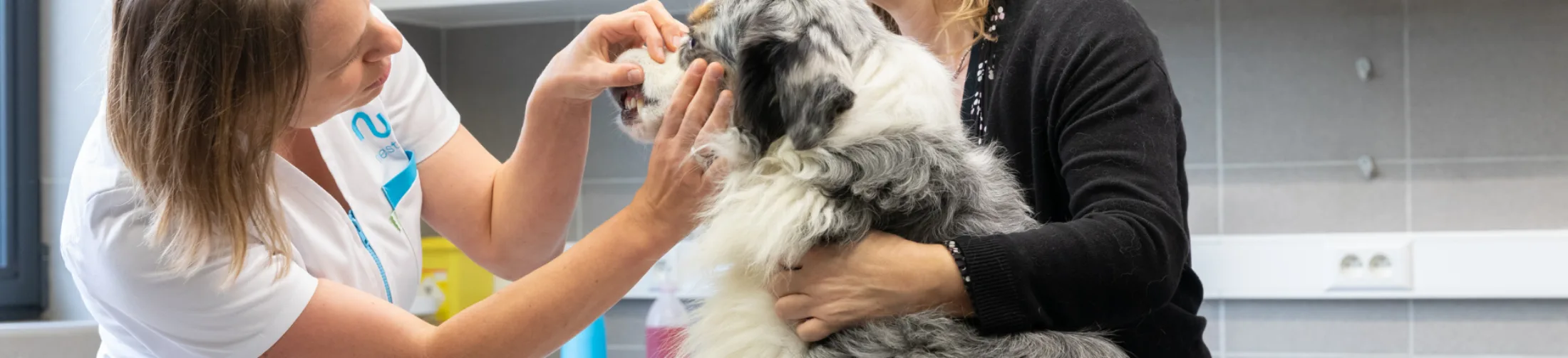 Hond tanden check