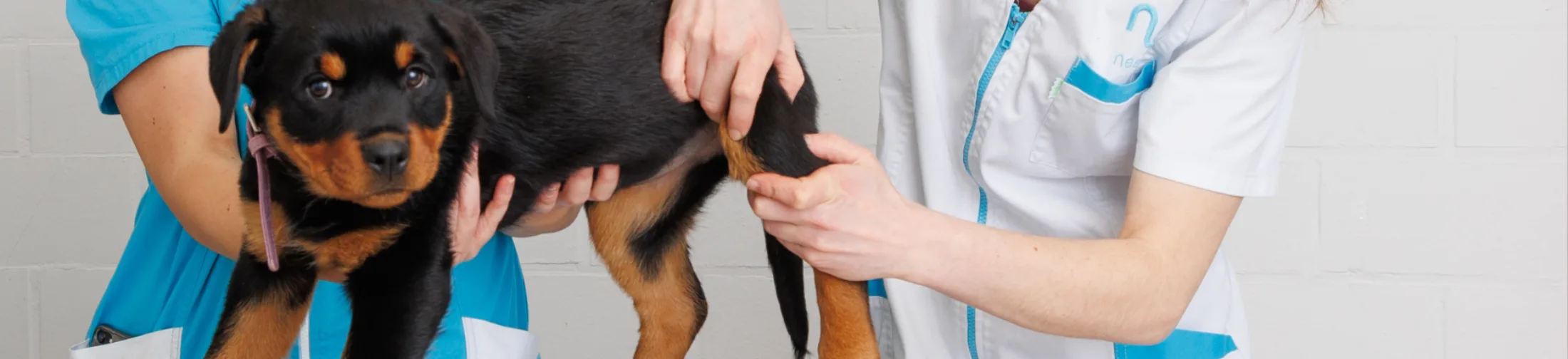 Hond vastgehouden aan poot
