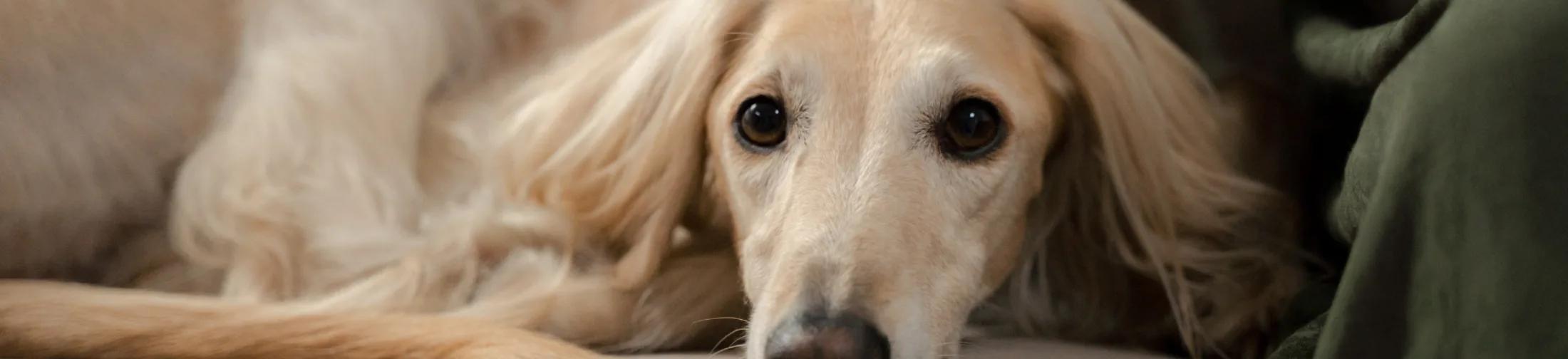 Starende liggende hond