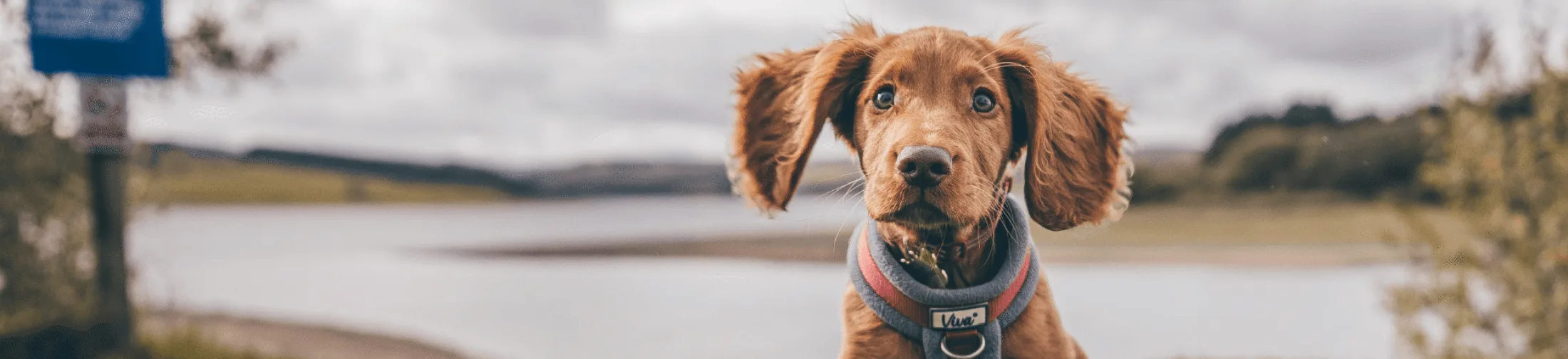 banner_dog_nonmedical_2