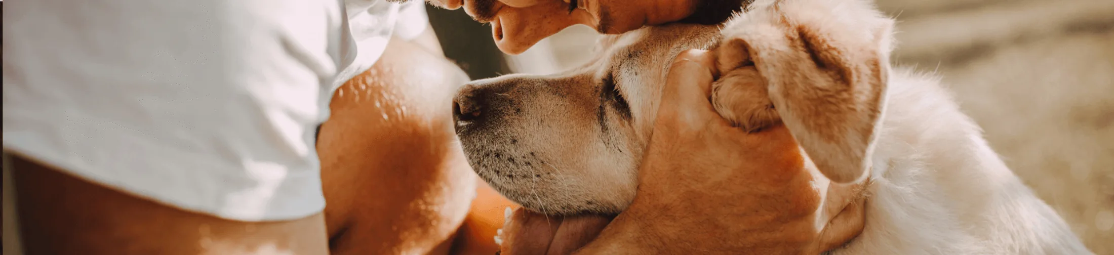 banner_dog_nonmedical_5