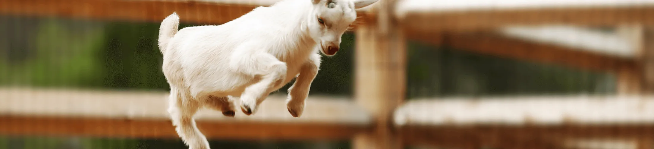 Goat