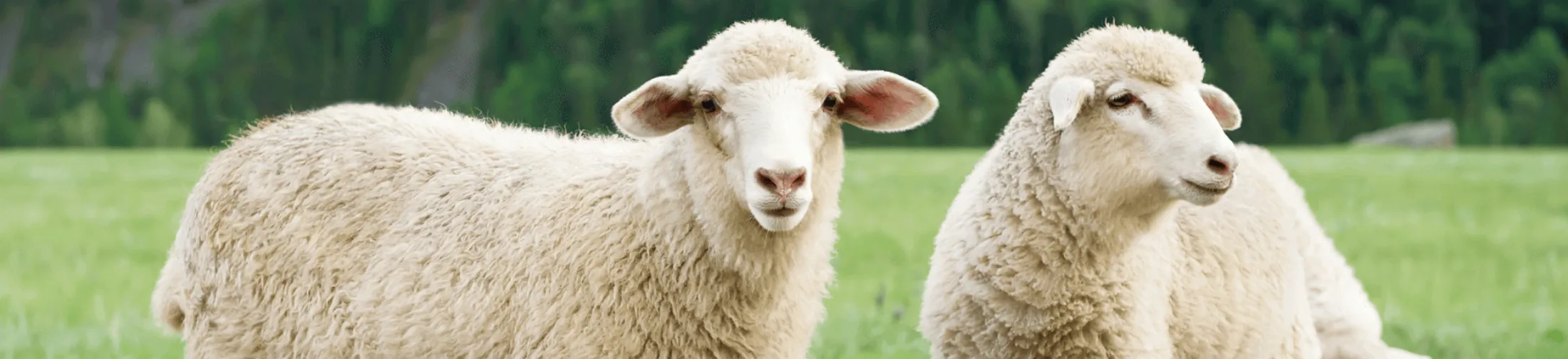 Sheep