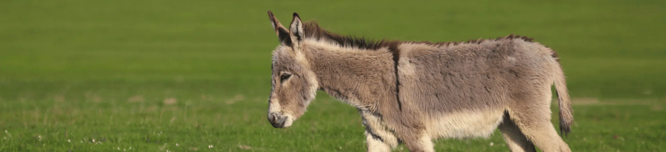 Donkey