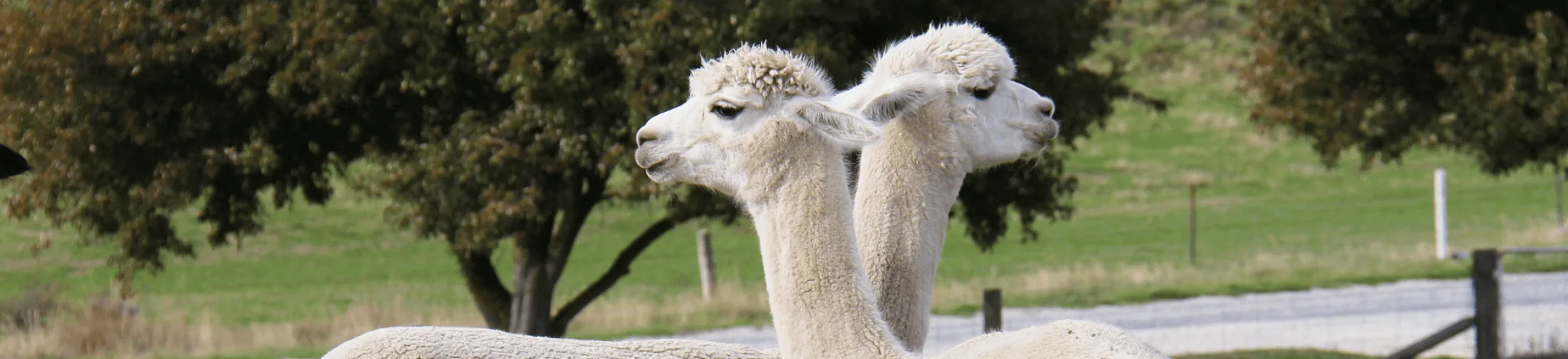 Alpacas