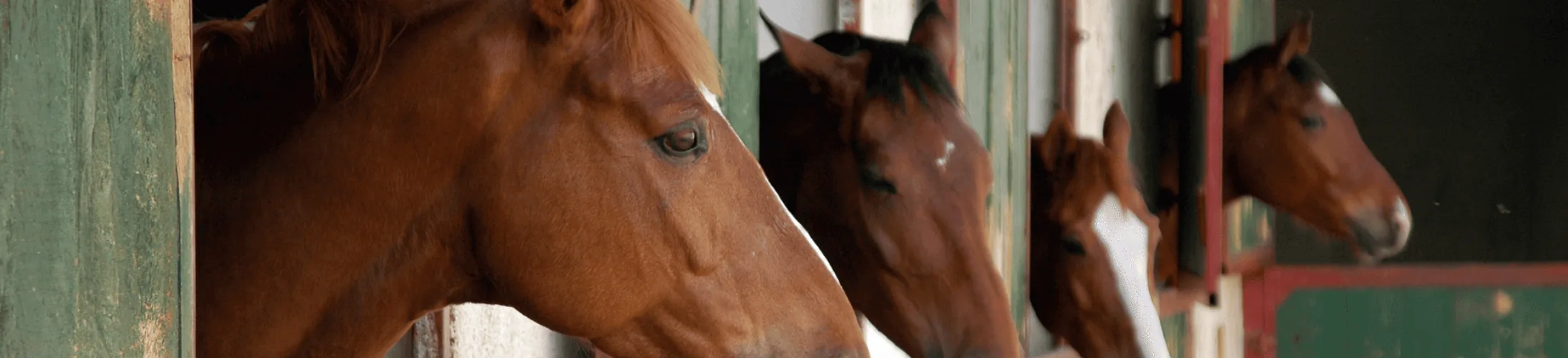 Stable horse
