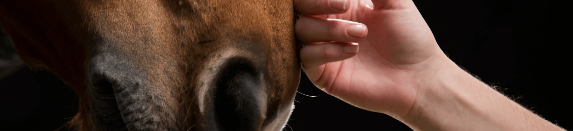 Horse and hand