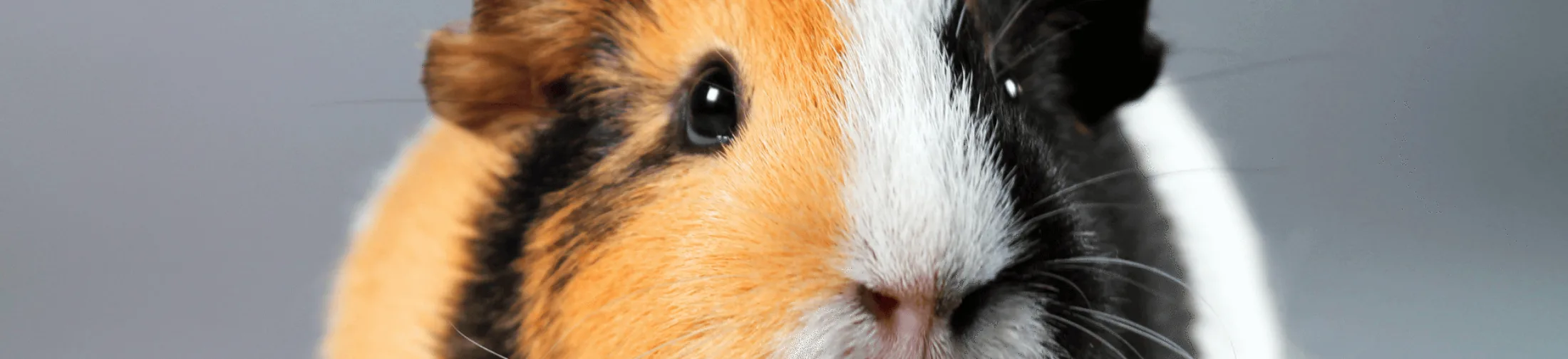 Cavia