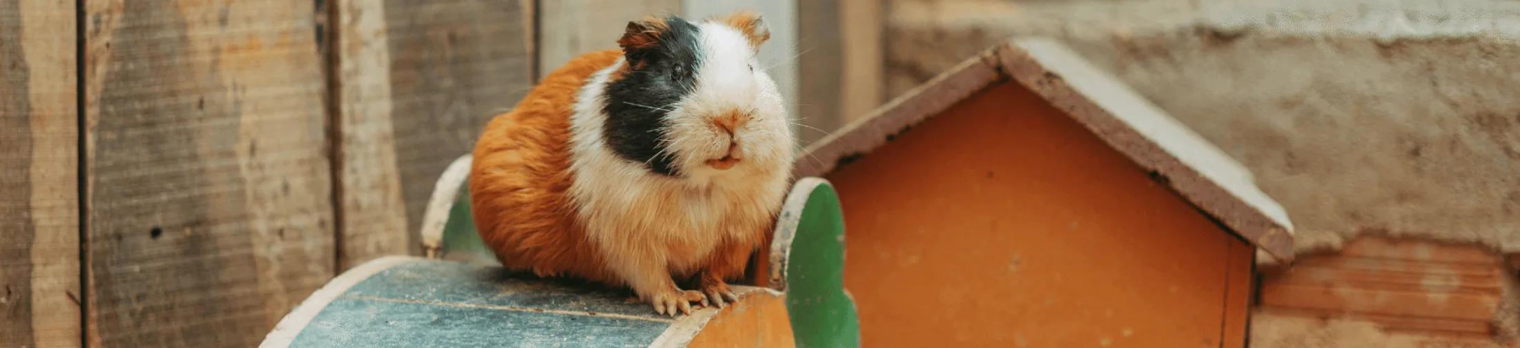 Huisvesting cavia