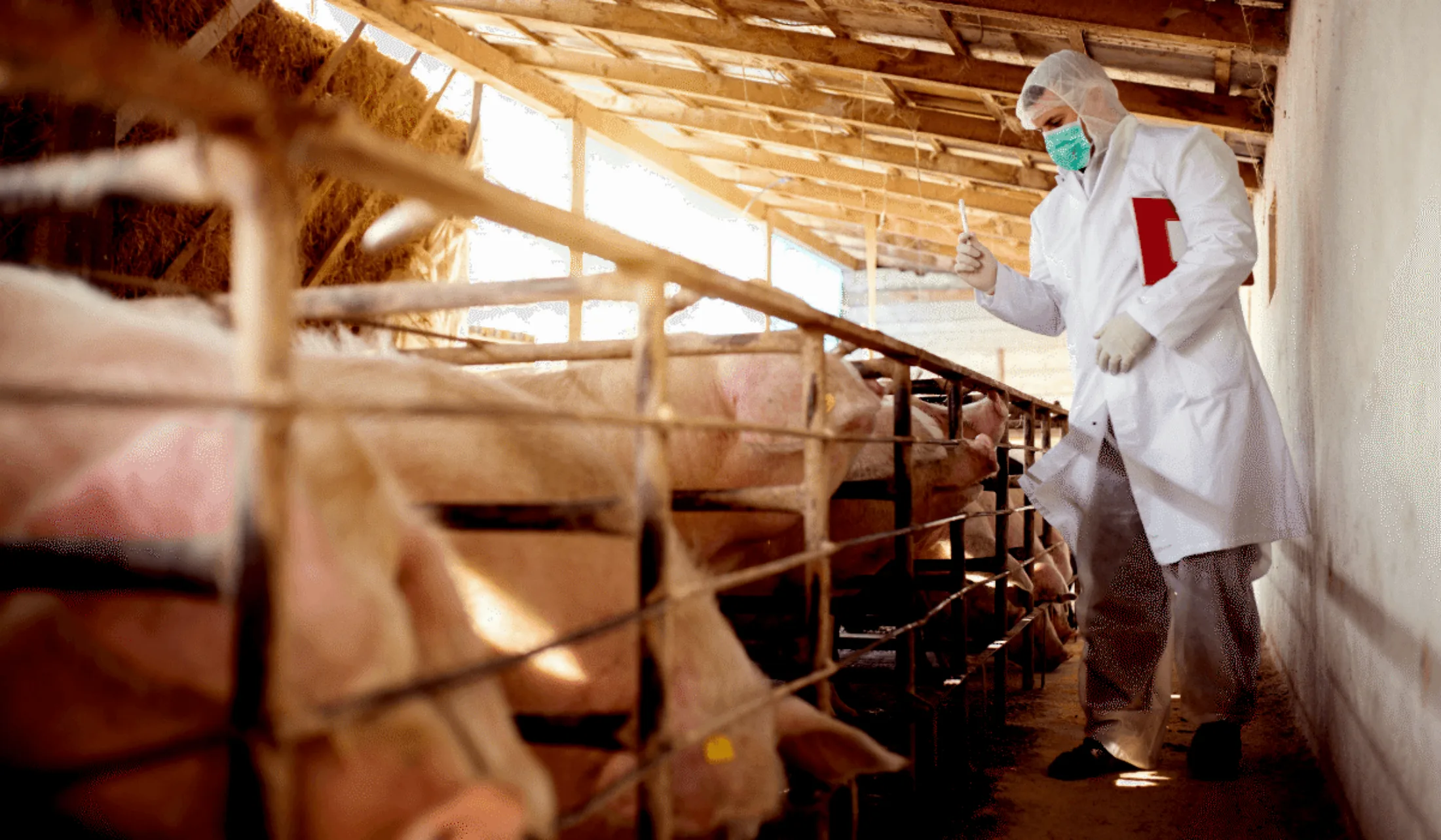 Bedrijfsbezoek varkens