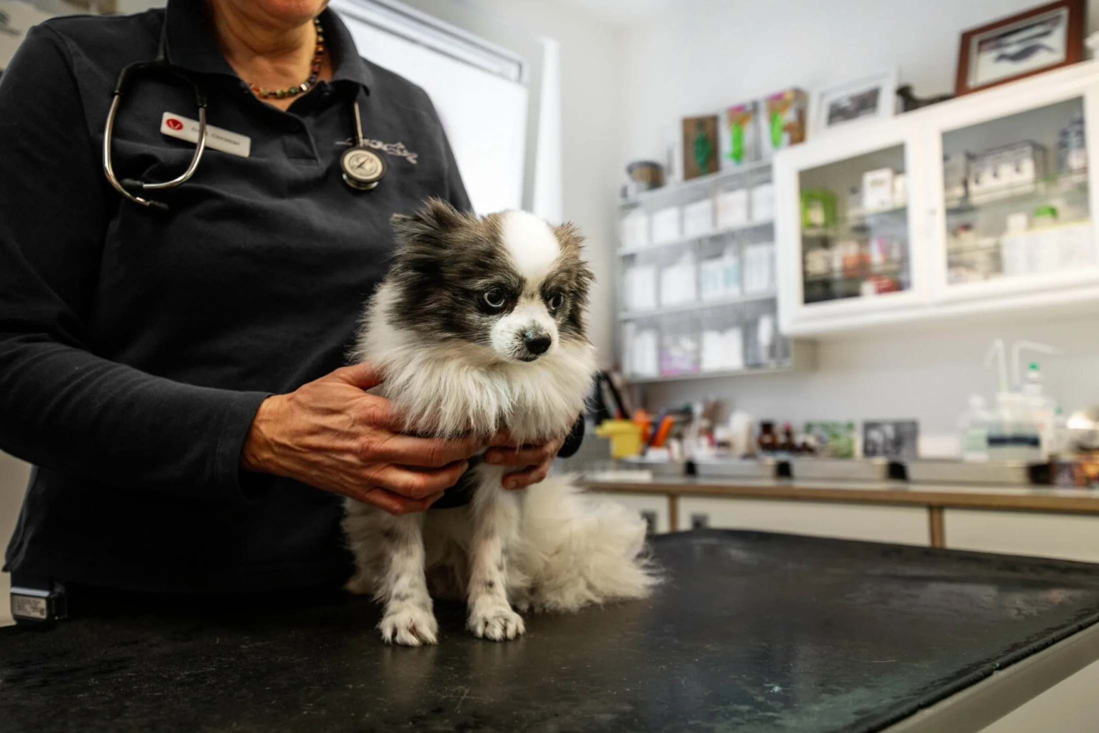 Veternicum Altona 2025 61